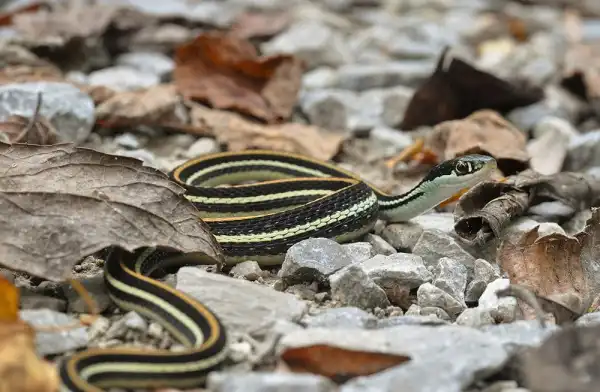 Ribbon Snake Picture