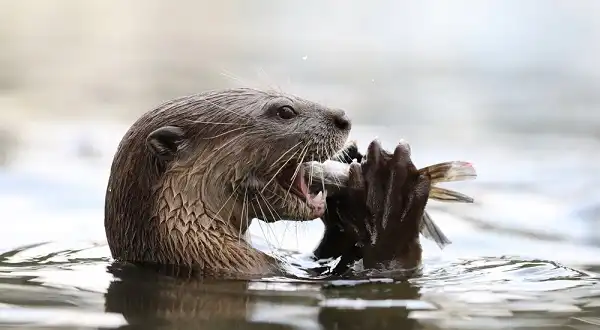 River Otter Image