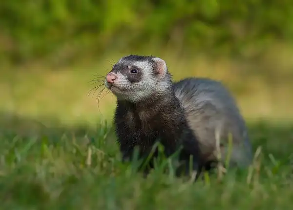 Sable Ferret Facts