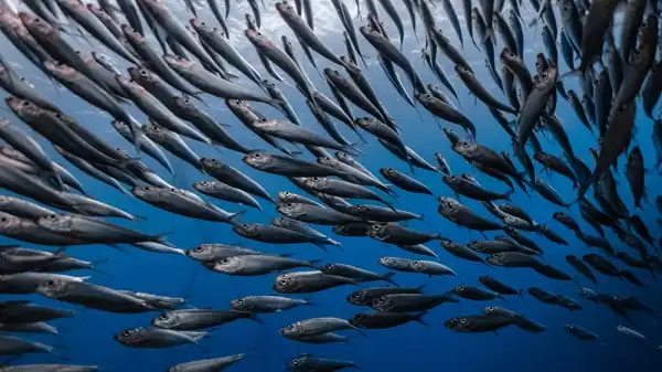 Sardines Facts