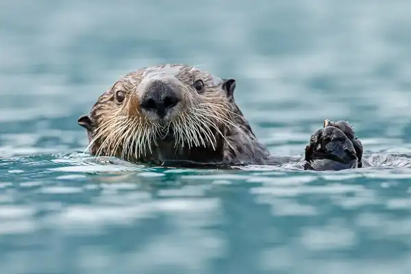 Sea Otter Image