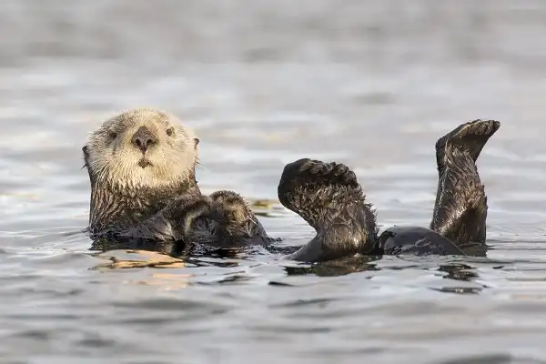 Sea Otter Picture
