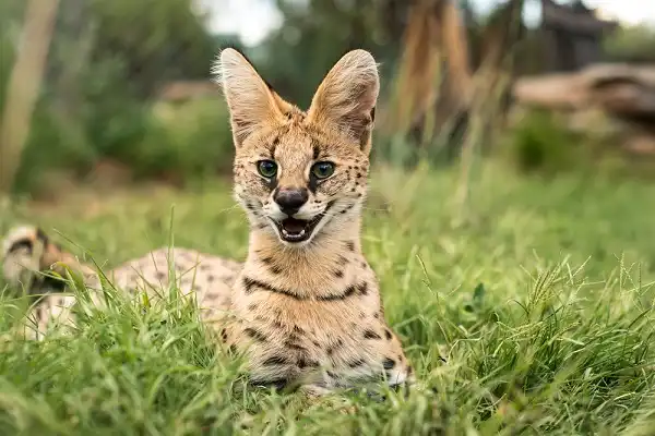 Serval Facts