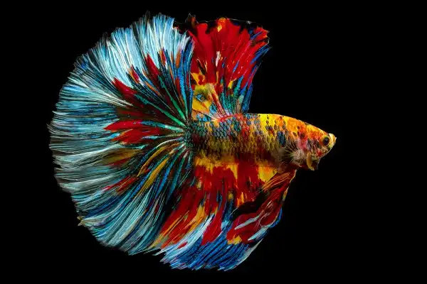 Siamese Fighting Fish Facts