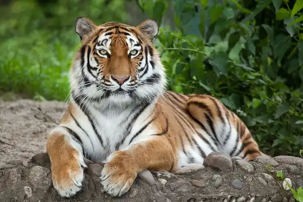 Siberian Tiger Picture