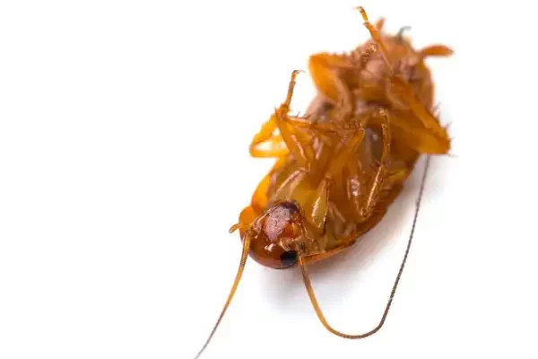 Smokybrown Cockroach Image