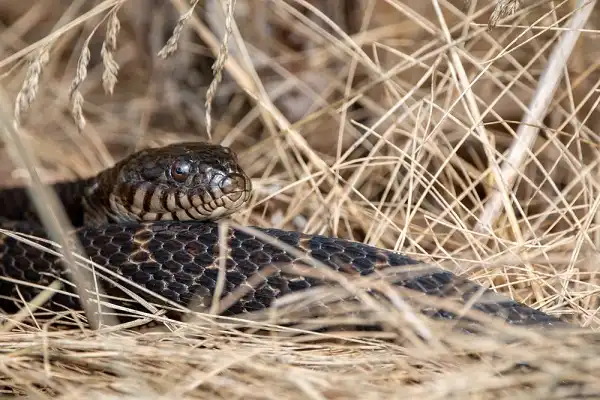 Texas Indigo Snake Image
