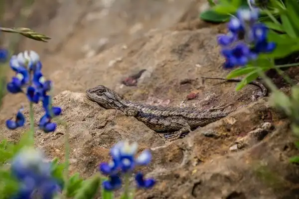 Texas Spiny Lizard Image