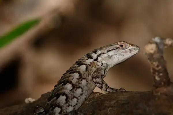 Texas Spiny Lizard Picture