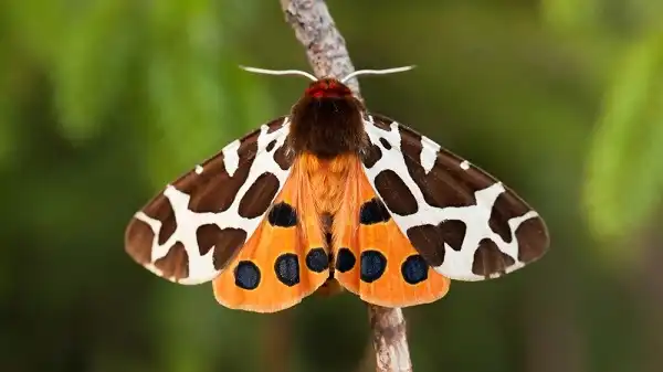 Tiger Moth Facts