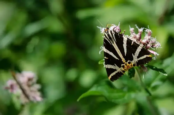 Tiger Moth Image