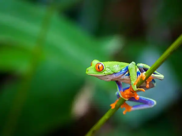 Tree Frog Image