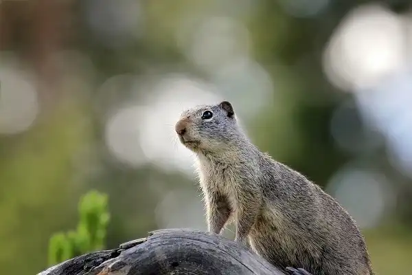 Uinta Ground Squirrel Picture