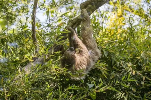 Unau (Linnaeus's Two-Toed Sloth) Image
