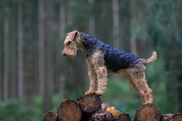 Welsh Terrier Facts