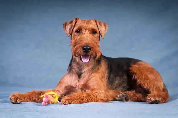 Welsh Terrier Picture