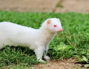 White Ferret (Albino Ferrets)