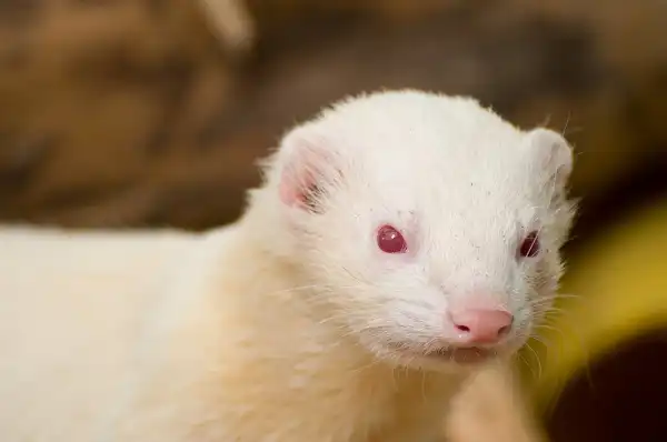 White Ferret (Albino Ferrets) Picture