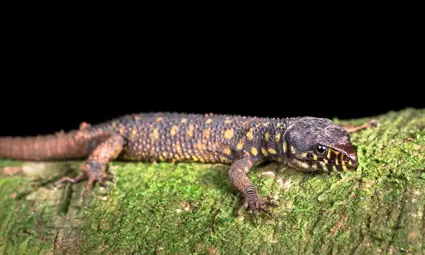 Yellow Spotted Lizard Picture