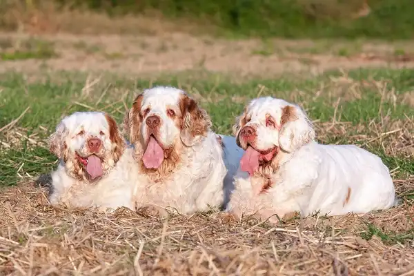 Clumber Spaniel Facts