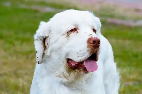 Clumber Spaniel Picture