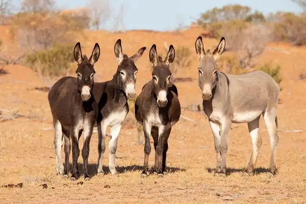 Donkey Facts