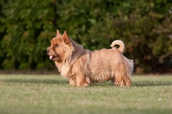 Norwich Terrier Facts