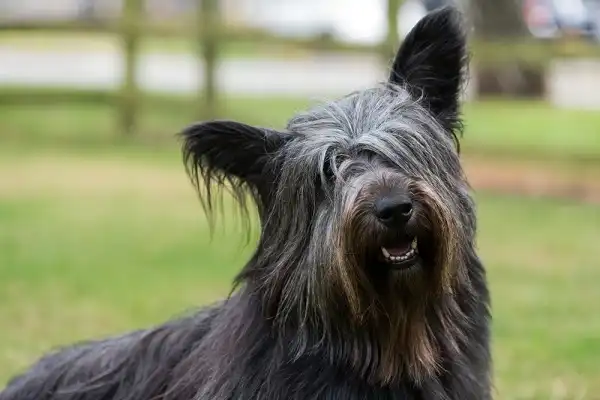 Skye Terrier Image