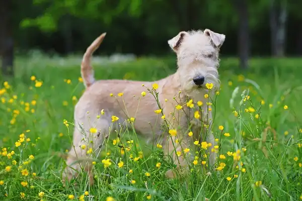 Lakeland Terrier Facts