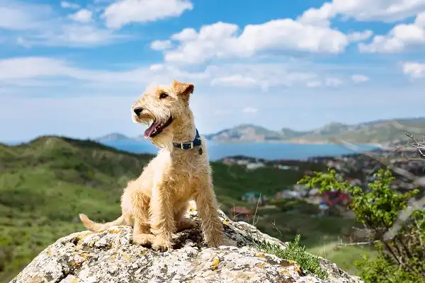 Lakeland Terrier Image